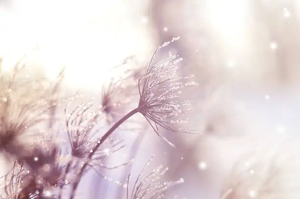 Photo of Beautiful winter seasonal background with dry plants against sparkling bokeh
