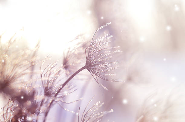 belo fundo sazonal de inverno com plantas secas contra bokeh cintilante - cold forest frost ice - fotografias e filmes do acervo