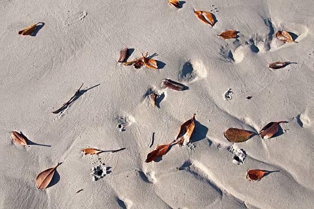 Brown Autumn Mangrove Tree leaves scattered on the white sandy tropical beach of Coongul Point, World heritage site Frazer Island.