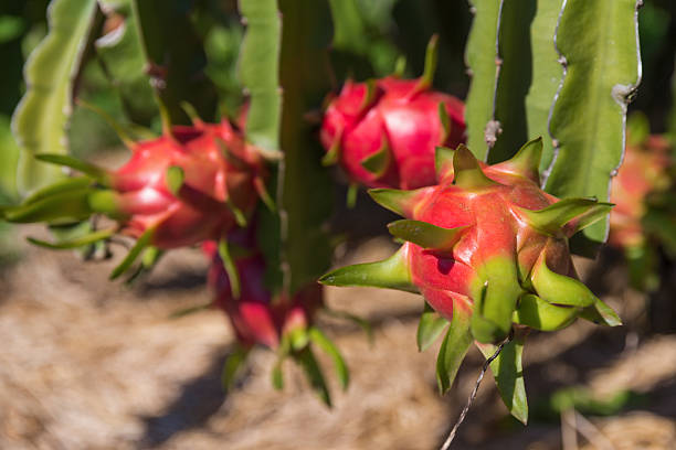 istock Dragon fruit or Pitaya plantation in Thailand 637600106