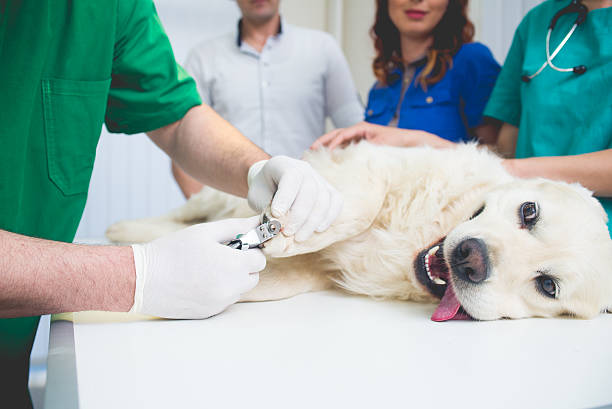 veterinario o médico revisando el golden retriever - middle human age men male fotografías e imágenes de stock