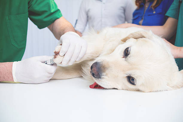 veterinarian or doctor checking up golden retriever - male dog imagens e fotografias de stock