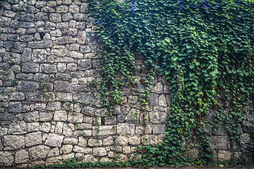 View of a half overgrown window with green shutters in an antique stone house during the day