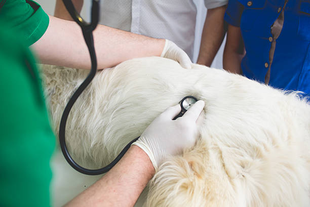 veterinarian or doctor checking up golden retriever - male dog imagens e fotografias de stock