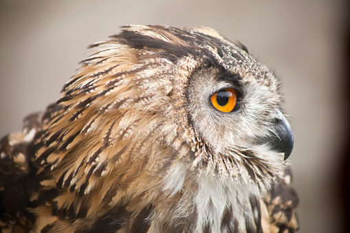 Side view of beautiful Eagle owl close up.