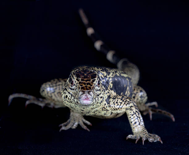istock Green and black Varan portrait 637609520