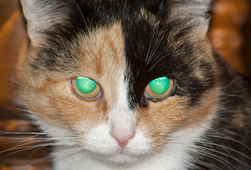 glowing eyes of three-colored cat
