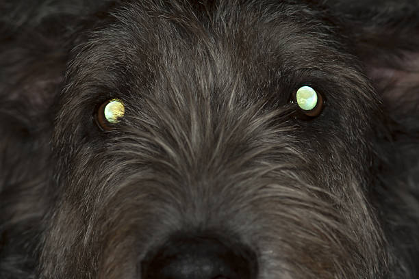dog with glowing eyes glowing eyes of irish wolfhound animal eye stock pictures, royalty-free photos & images