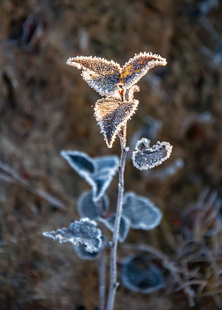 istock Frost on the grass and yellow leaves 637614016