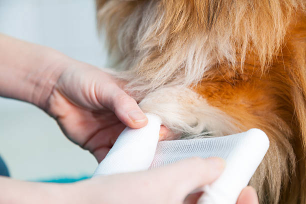 istock human bandage a shetland sheepdog in bathroom 637614508