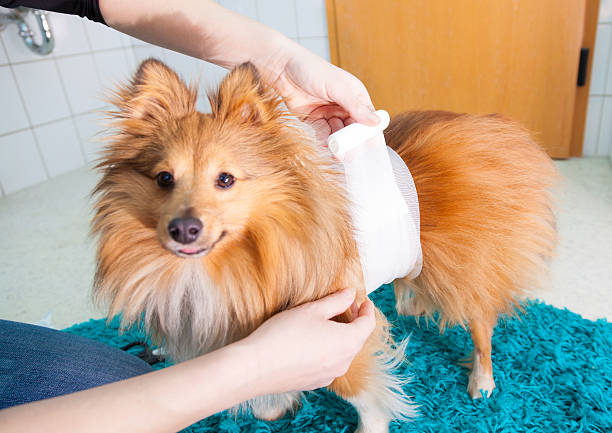 istock human bandage a shetland sheepdog in bathroom 637614626