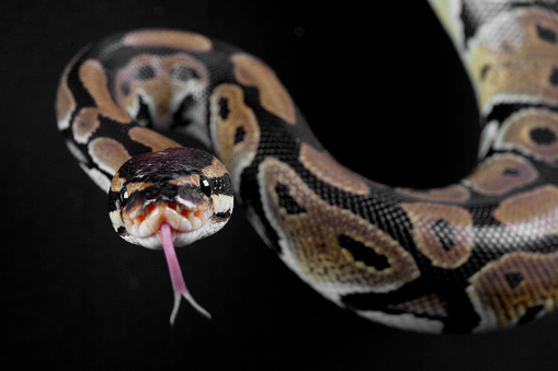 A close-up shot captures a python snake being held in hands, showcasing its intricate patterns and unique features. This image provides a detailed view of the snake, highlighting its beauty and allure.