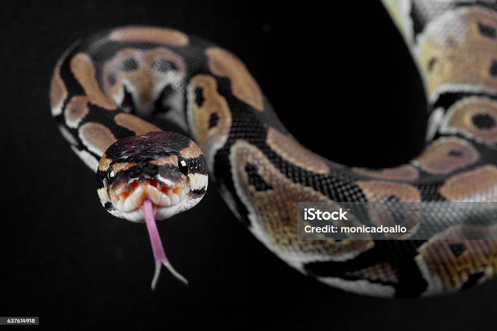 Python snake portrait Python snake portrait with the tongue out in studio Python - Snake Stock Photo