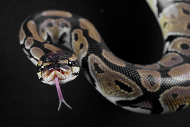 Python snake portrait Python snake portrait with the tongue out in studio morelia stock pictures, royalty-free photos & images