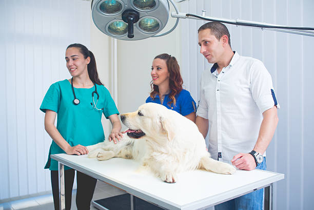 veterinarian or doctor checking up golden retriever - male dog imagens e fotografias de stock
