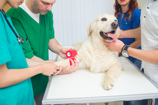Veterinarian or doctor checking up golden retriever dog at vet clinic.Under exposed photo