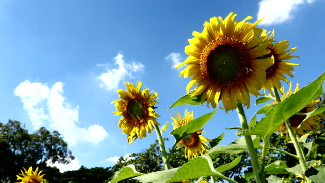 Sunflower and bee in clear blue sky