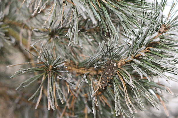 Frozen tree stock photo