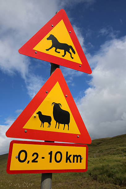 istock Road Warning Sign in Iceland 637616666