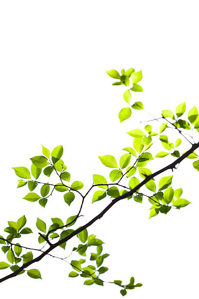 istock Fresh Green Leaves on White 637618870