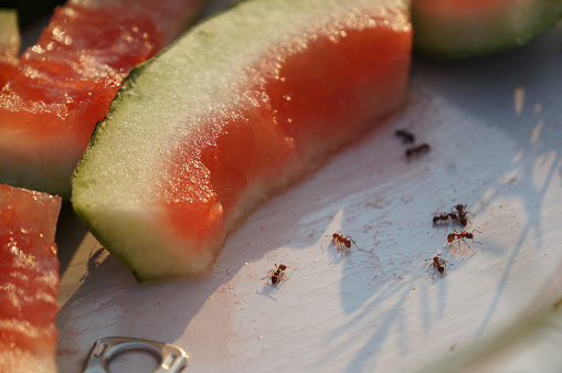 Ants enjoying fresh watermelon juice
