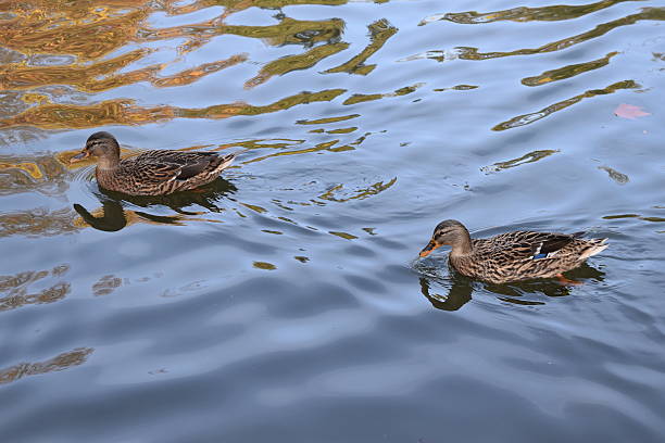 ducks  - waterbirds fotografías e imágenes de stock