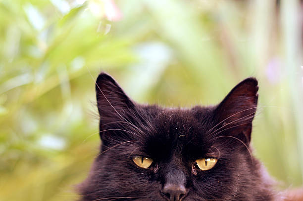 istock Black cat from the nose up 637619518