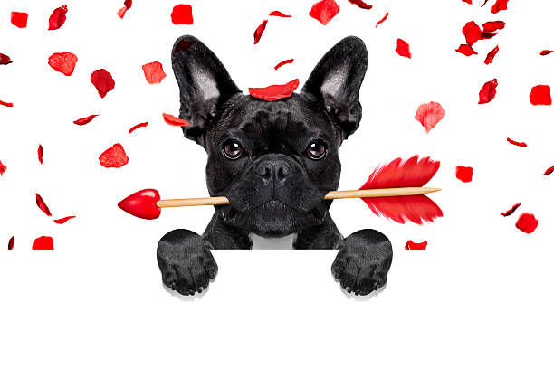 специальное предложение «день св. валентина и собака - flirting humor valentines day love стоковые фото и изображения