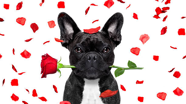 cão de dia dos namorados - valentines day friendship puppy small - fotografias e filmes do acervo