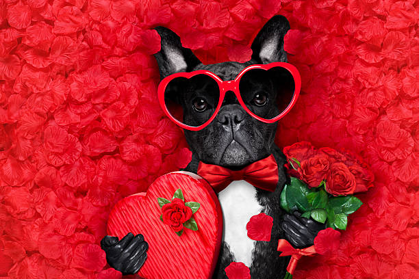 cane di san valentino amore - flirting humor valentines day love foto e immagini stock