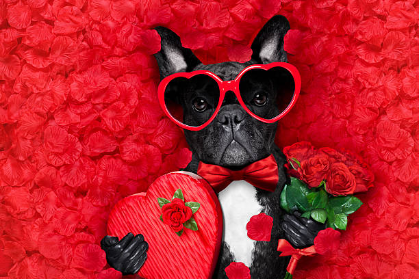 valentines 犬のお気に入り - sticking out tongue ストックフォトと画像