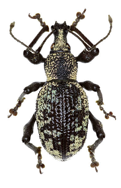istock Weevil Otiorhynchus corruptor on white Background  -  Otiorhynchus corruptor (Host, 1789) 637620456