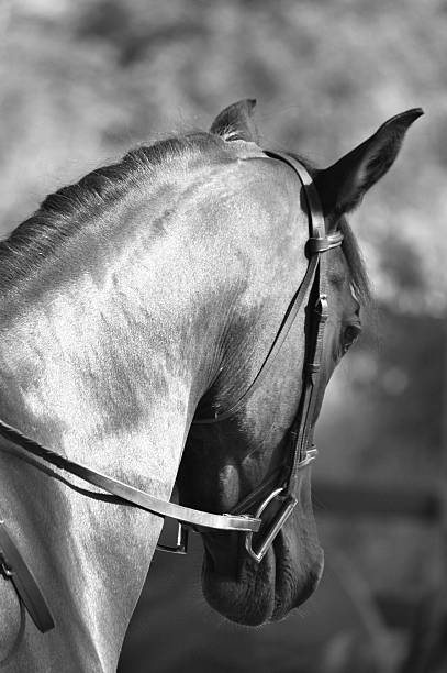 istock Arabian dressage horse 637622476