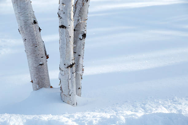 snowy minnesota winter - papier birken im schnee - birch tree tree downy birch white stock-fotos und bilder