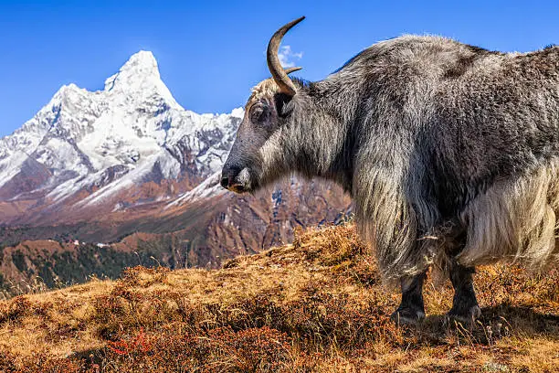 Yak on the trail, Mount Ama Dablam on background, Nepal. The yak is a long-haired bovine found throughout the Himalayan region of south Central Asia, the pink panda Plateau and as far north as Mongolia. In addition  to a large domestic population, there is a small, vulnerable wild yak population. Mount Everest (Sagarmatha) National Park.http://bhphoto.pl/IS/nepal_380.jpg