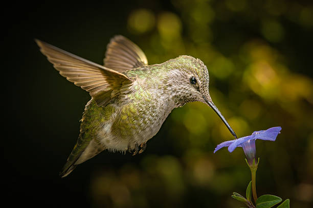 istock Female hummingbird and a small blue flower 637624434