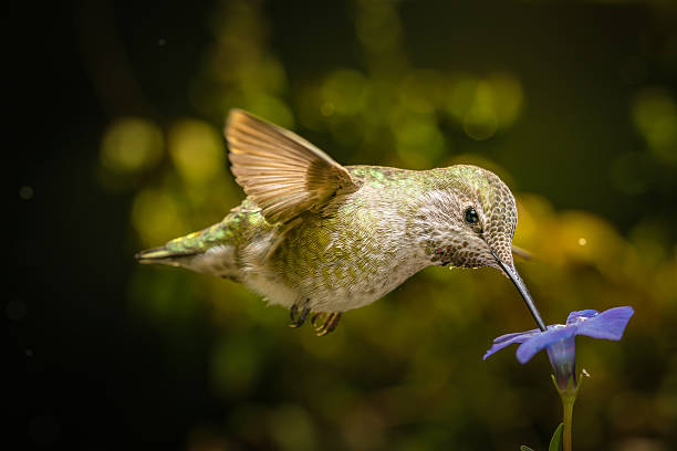 Hummingbird with beak down on blue flower