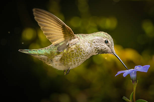 istock Hummingbird profile with blue flower 637624478
