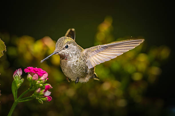 istock Hummingbird visits pink flowers 637624540