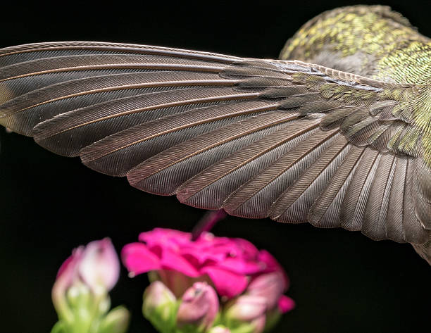 istock Details of the hummingbird wing 637624550