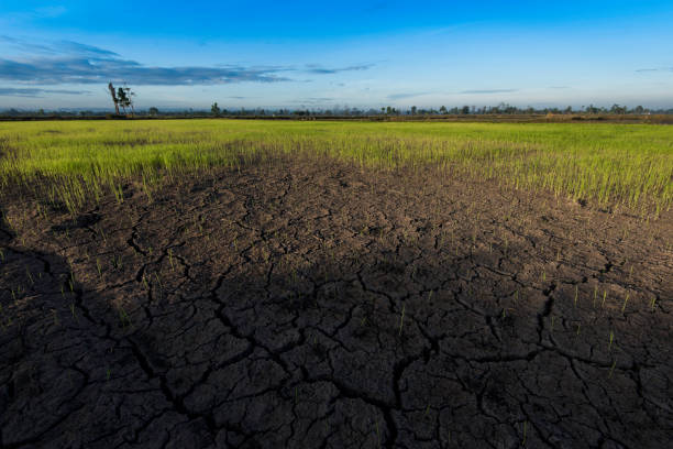 istock Large cracks in soil in rice field. 637625952