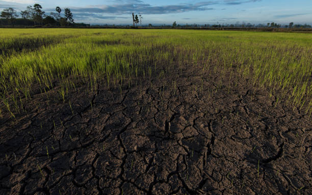 istock Large cracks in soil in rice field. 637625996
