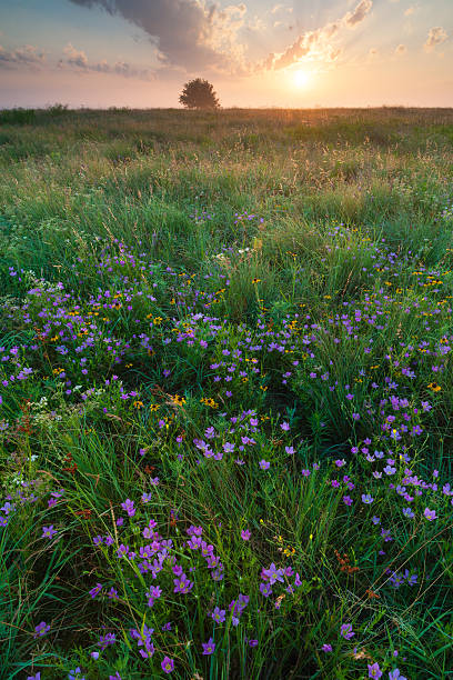 istock Sunrise, Prairie Rose Gentian, Oklahoma 637626062