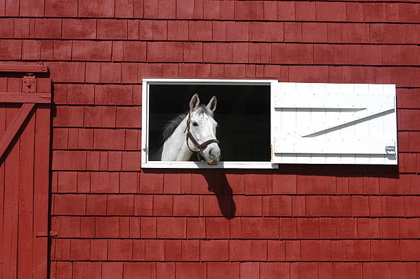 white horse stands in window of red barn looking outside.  color and texture add interest to this photo at rural steeplechase event