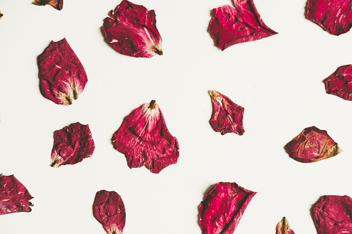 Press dried rose flower with petals, on white background, vintage tone
