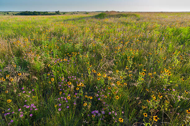 This scene was photographed at sunset in Oklahoma, in early summer, in a prairie.