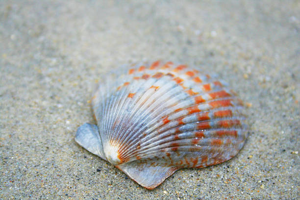 istock Orange and Gray Scallop Shell on the Beach 637627816