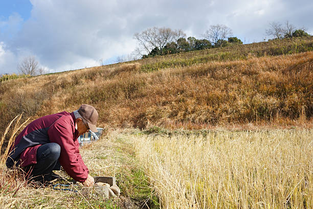 istock Senior man working in the field 637628018