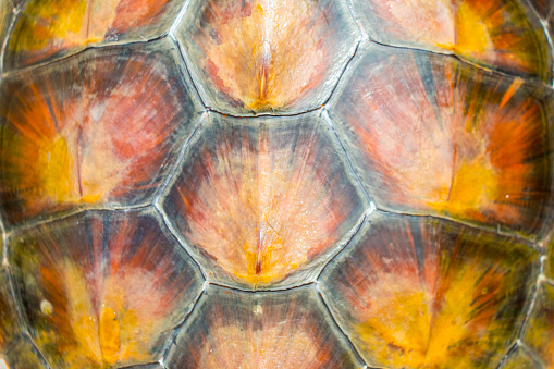 Close up view of the back of the shell of a Hawksbill turtle.