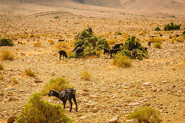 istock Grazing goats in southern Morocco 637628886